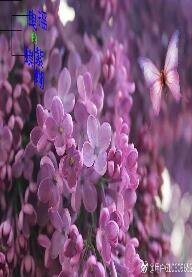 摇曳的紫蝴蝶