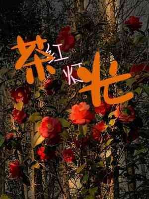 茶红灯光